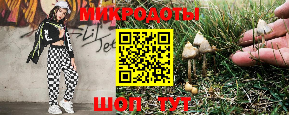 Галлюциногенные грибы Psilocybe Большой Камень